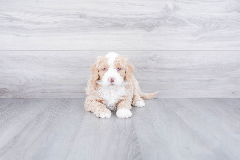 Happy Mini Goldendoodle Baby