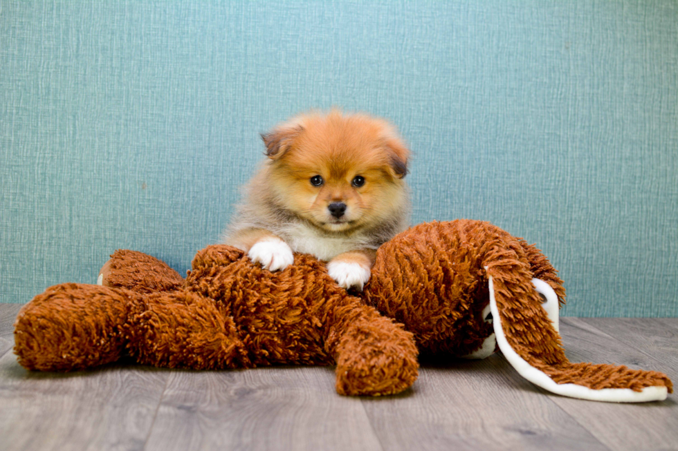 Playful Pomeranian Purebred Pup