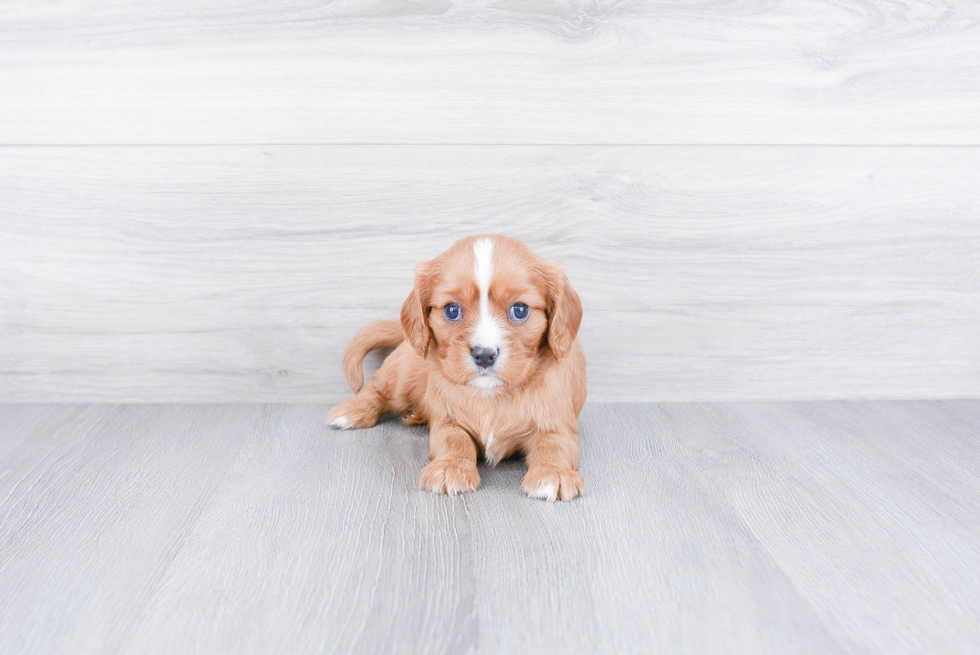 Petite Cavalier King Charles Spaniel Purebred Puppy