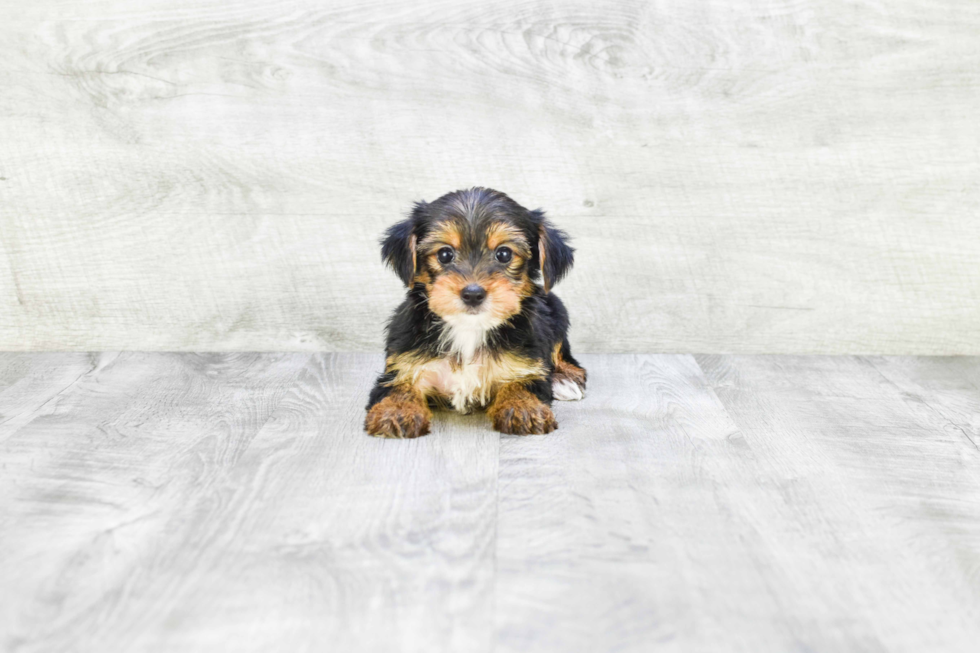 Meet Beyonce - our Yorkshire Terrier Puppy Photo 