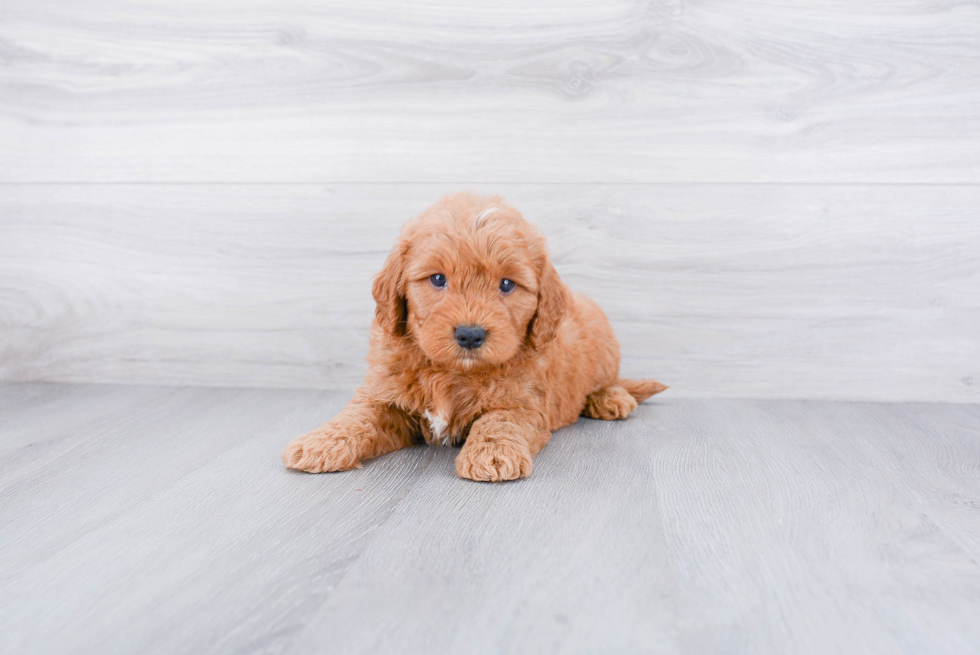 Best Mini Goldendoodle Baby