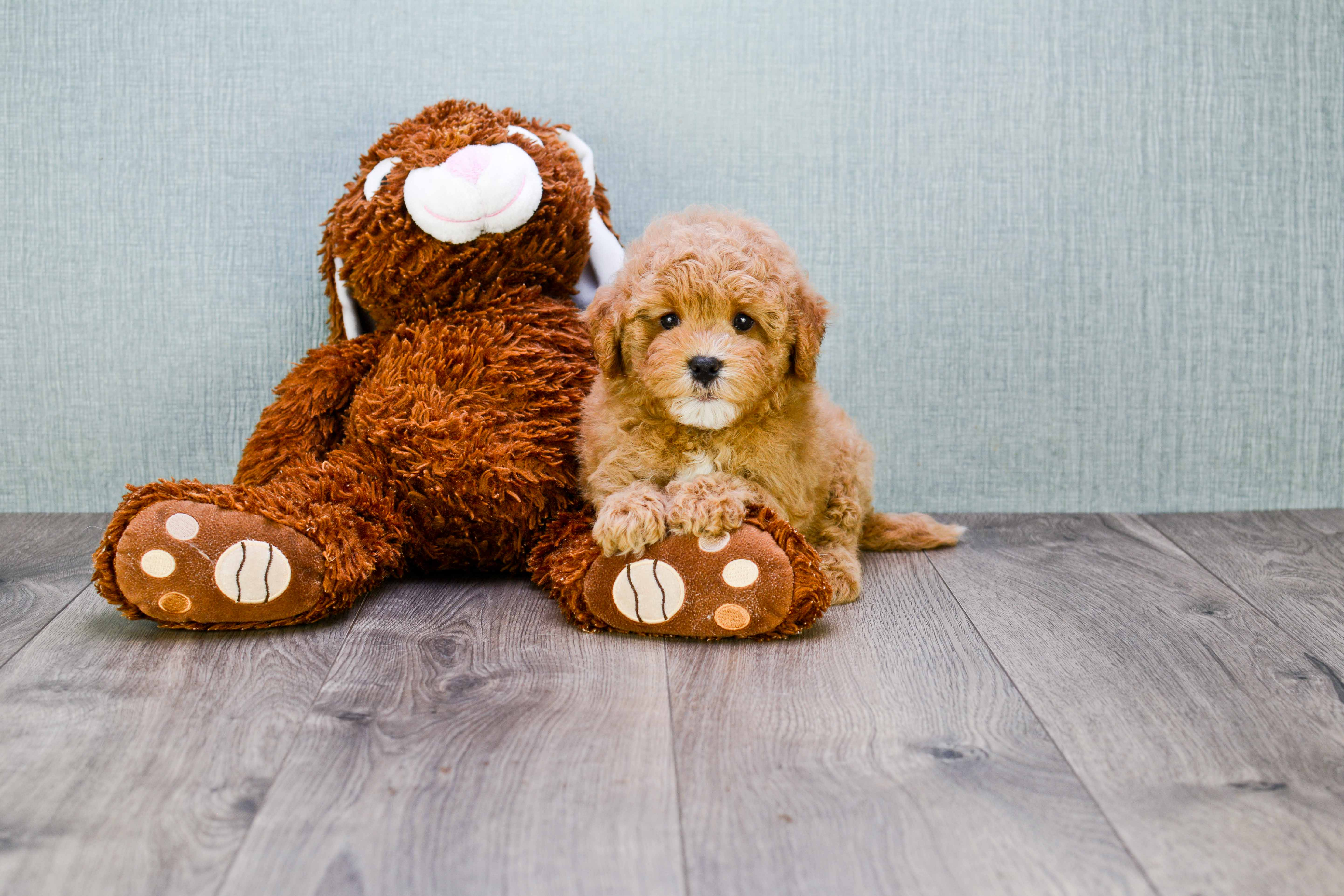 Popular Cavapoo Poodle Mix Pup
