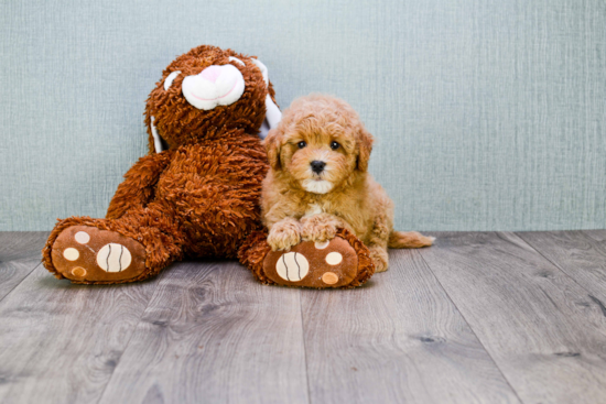 Popular Cavapoo Poodle Mix Pup