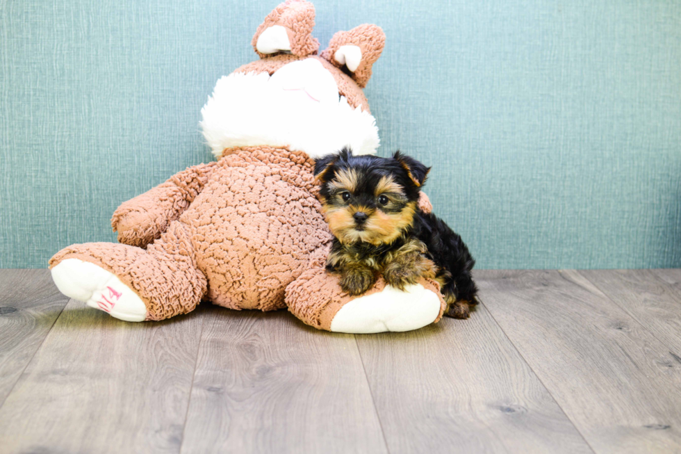 Meet Microteacup-Avery - our Yorkshire Terrier Puppy Photo 