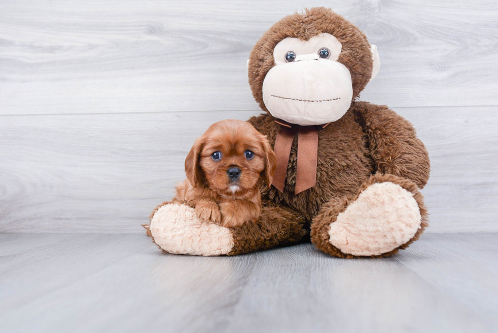 Smart Cavalier King Charles Spaniel Purebred Puppy