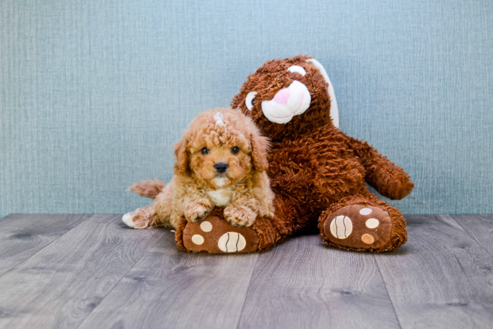 Energetic Cavoodle Poodle Mix Puppy