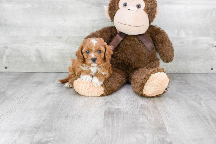 Happy Cavapoo Baby