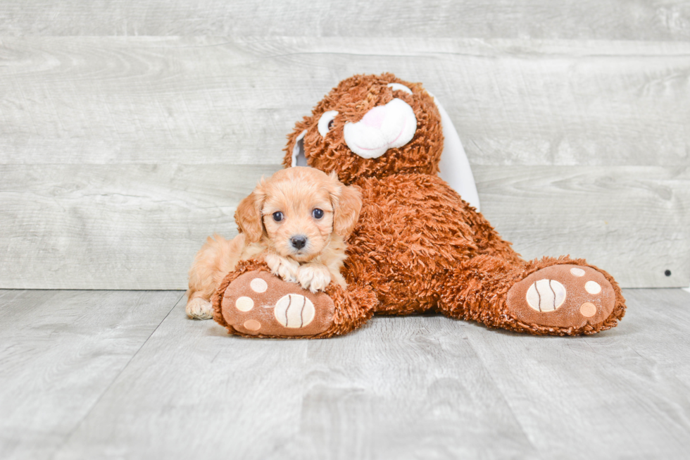 Cavapoo Puppy for Adoption