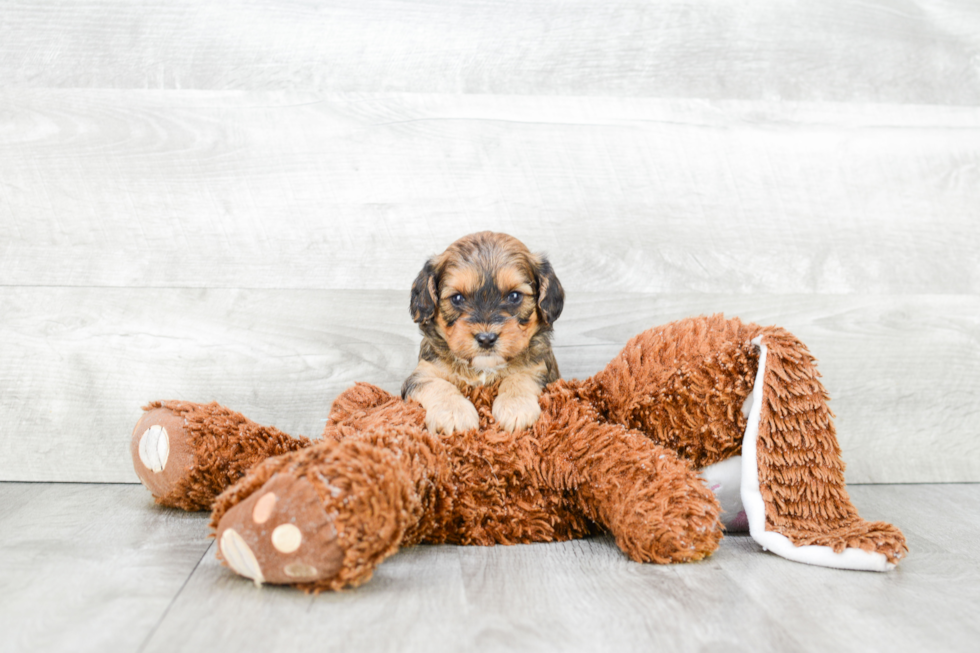 Cute Cavapoo Baby