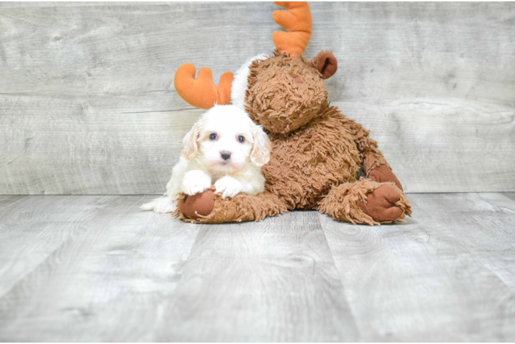 Best Cavapoo Baby