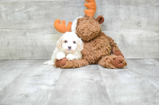 Best Cavapoo Baby