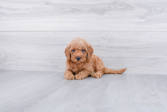 Mini Goldendoodle Puppy for Adoption