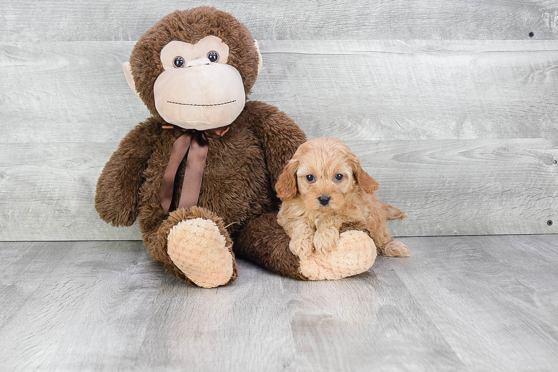 Best Cavapoo Baby