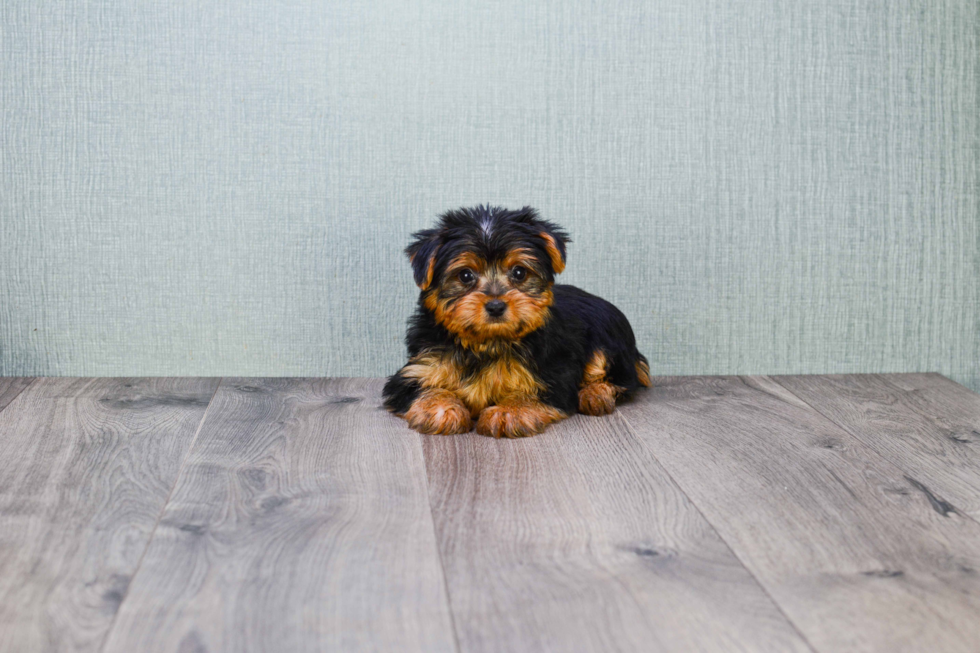 Meet Jeremy - our Yorkshire Terrier Puppy Photo 