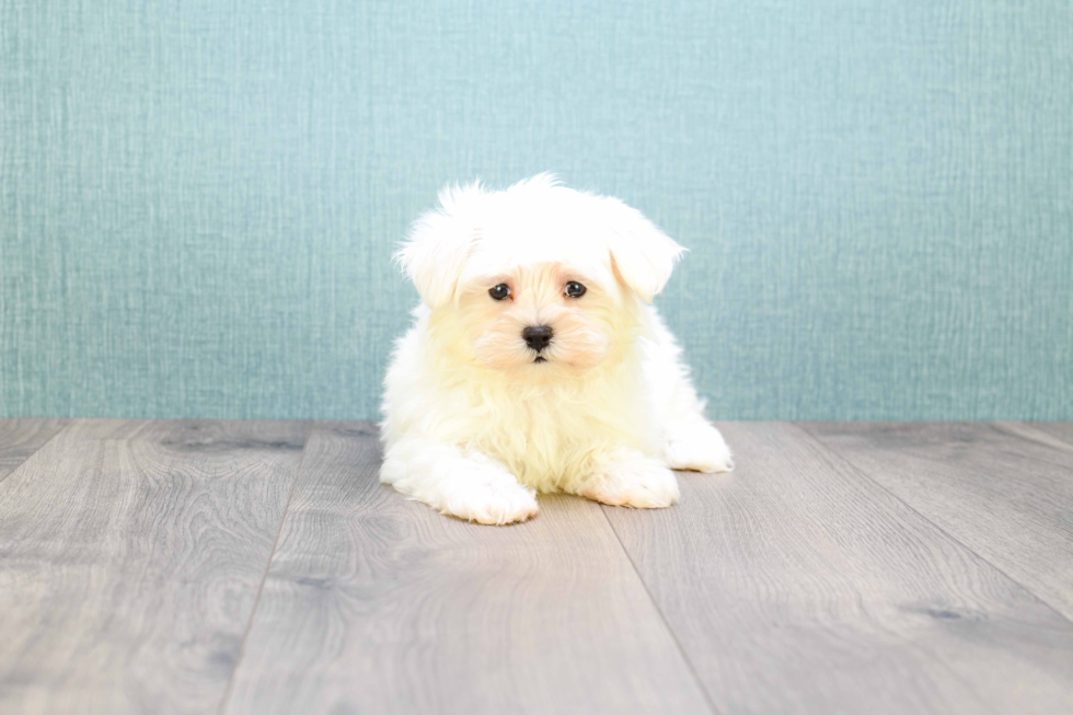 Maltese Pup Being Cute