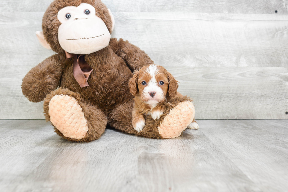 Best Cavapoo Baby