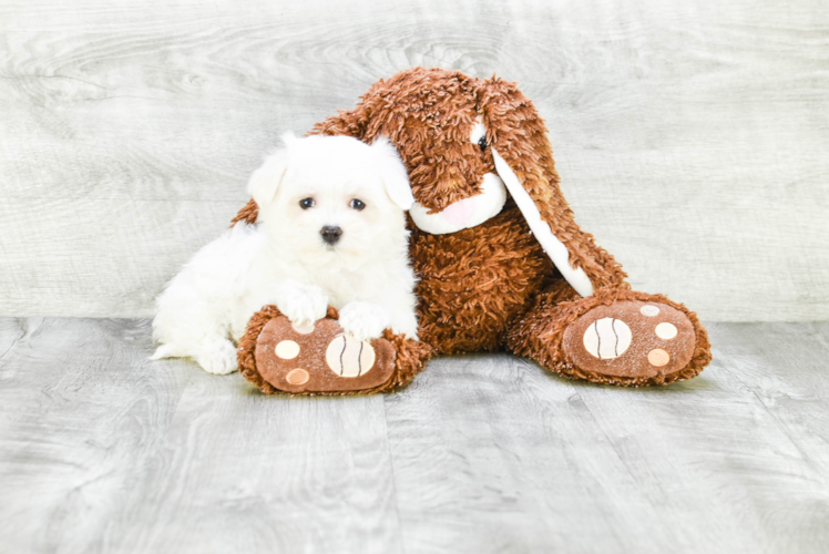 Best Maltese Baby