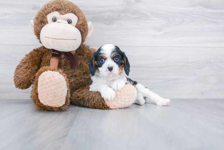 Hypoallergenic Cavalier King Charles Spaniel Baby