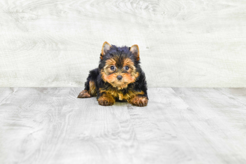 Meet Beckham - our Yorkshire Terrier Puppy Photo 