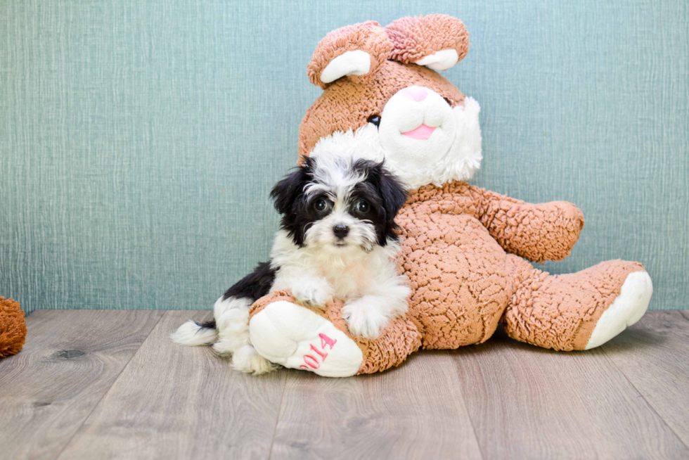 Havanese Pup Being Cute