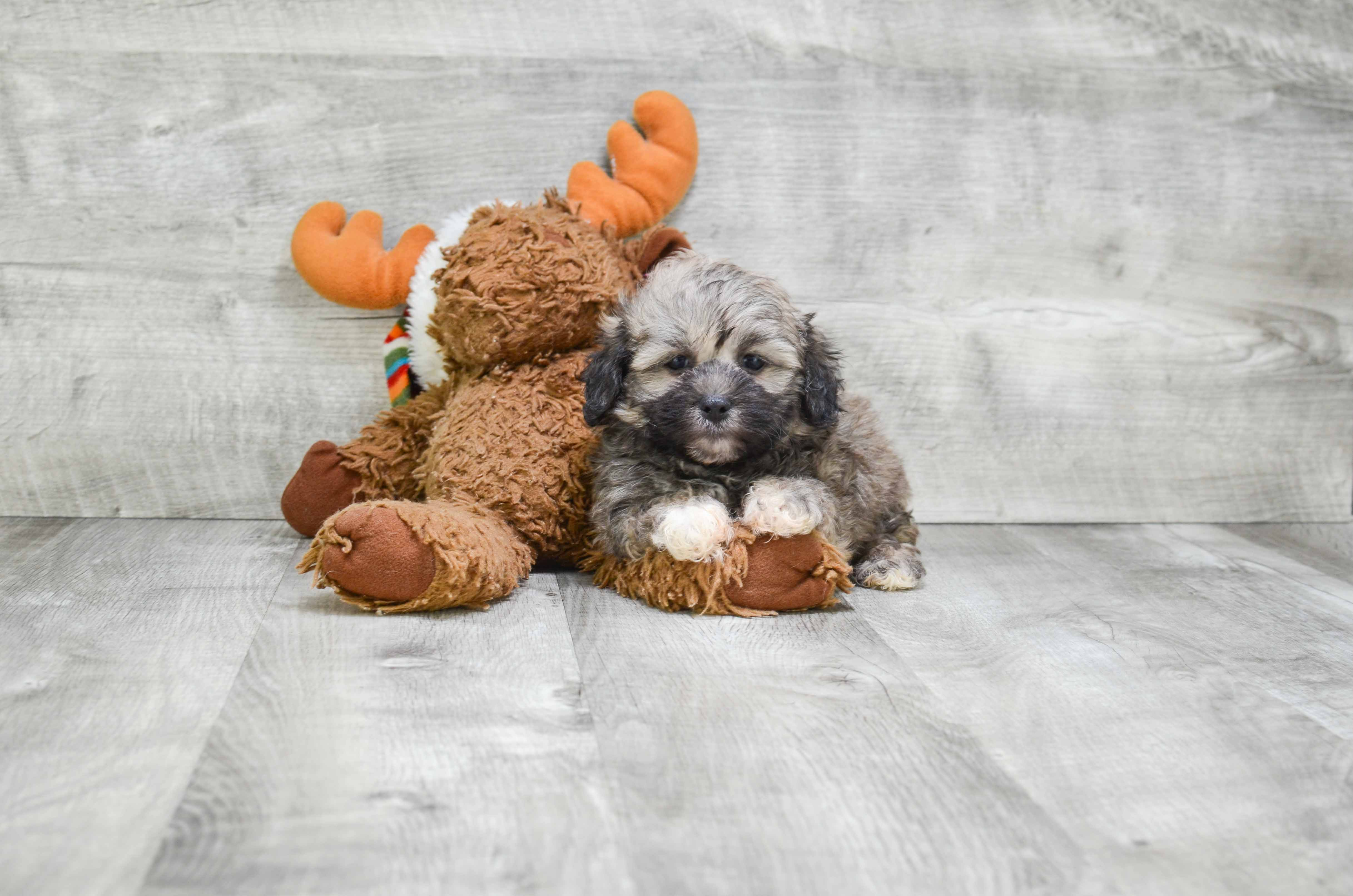 Teddy Bear Puppy for Adoption