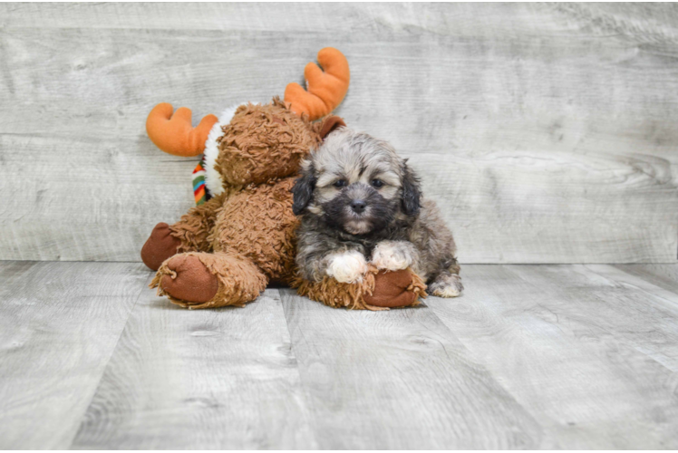 Teddy Bear Puppy for Adoption