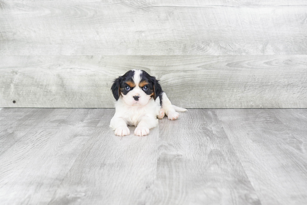 Smart Cavalier King Charles Spaniel Purebred Puppy