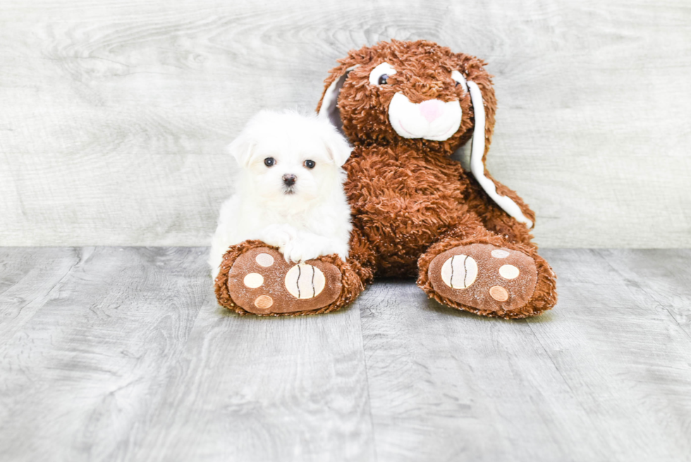 Maltese Pup Being Cute