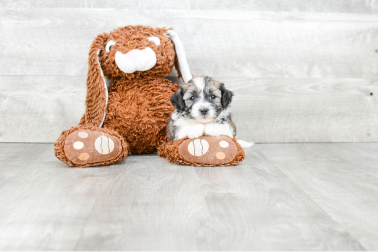 Best Havanese Baby