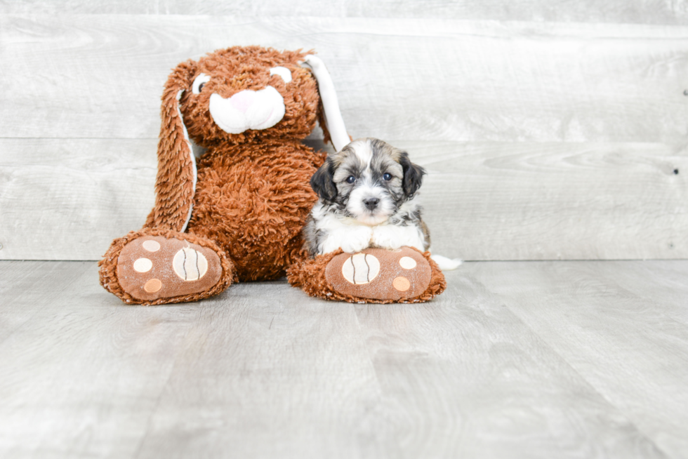 Best Havanese Baby