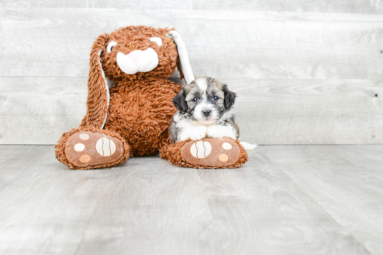 Best Havanese Baby