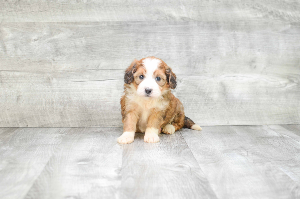 Mini Bernedoodle Pup Being Cute