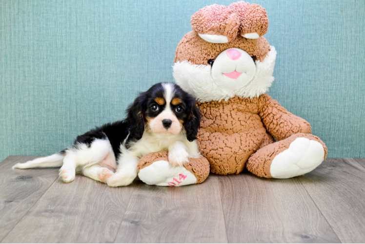 Cute Cavalier King Charles Spaniel Purebred Puppy