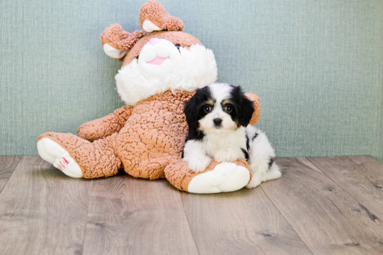 Best Cavachon Baby