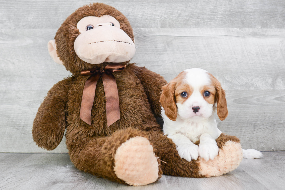 Little Cavalier King Charles Spaniel Purebred Pup