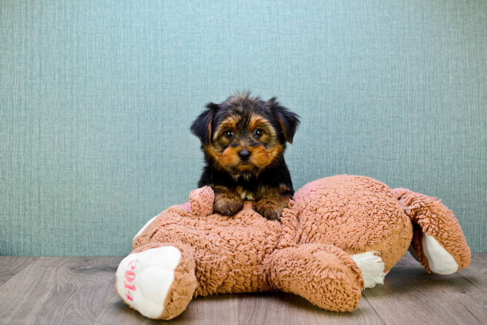 Meet Snickers - our Yorkshire Terrier Puppy Photo 