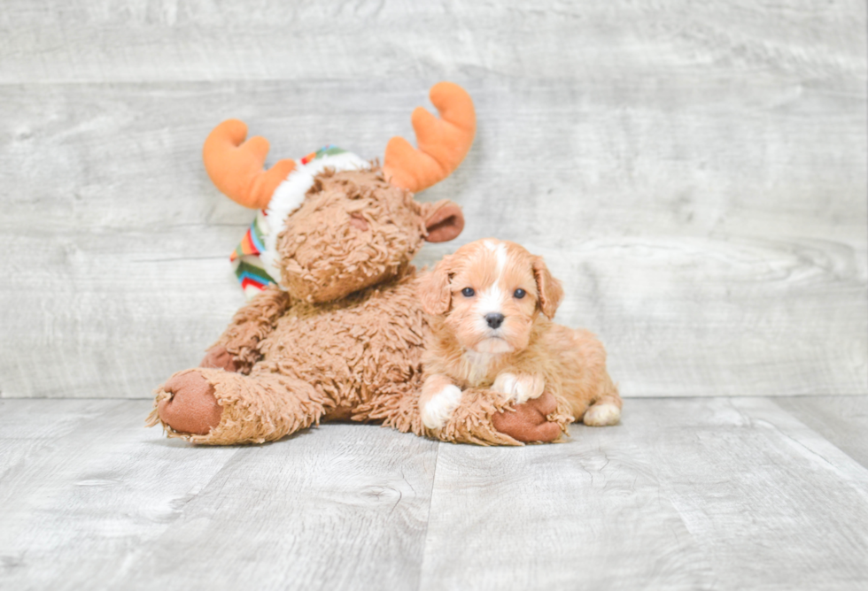 Best Cavapoo Baby