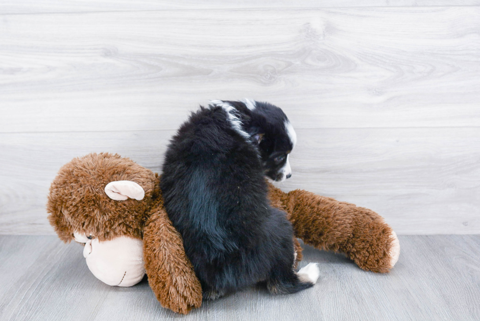 Friendly Mini Aussiedoodle Baby