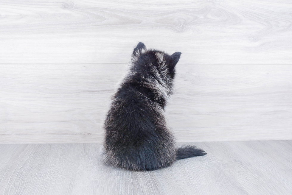 Pomsky Puppy for Adoption