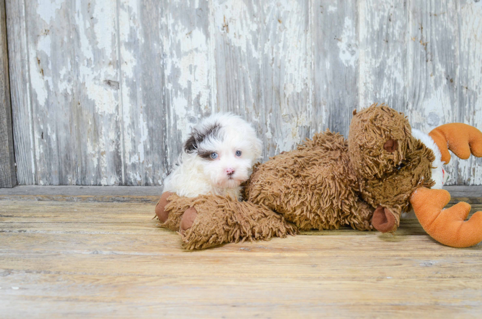 Adorable Havanese Purebred Puppy