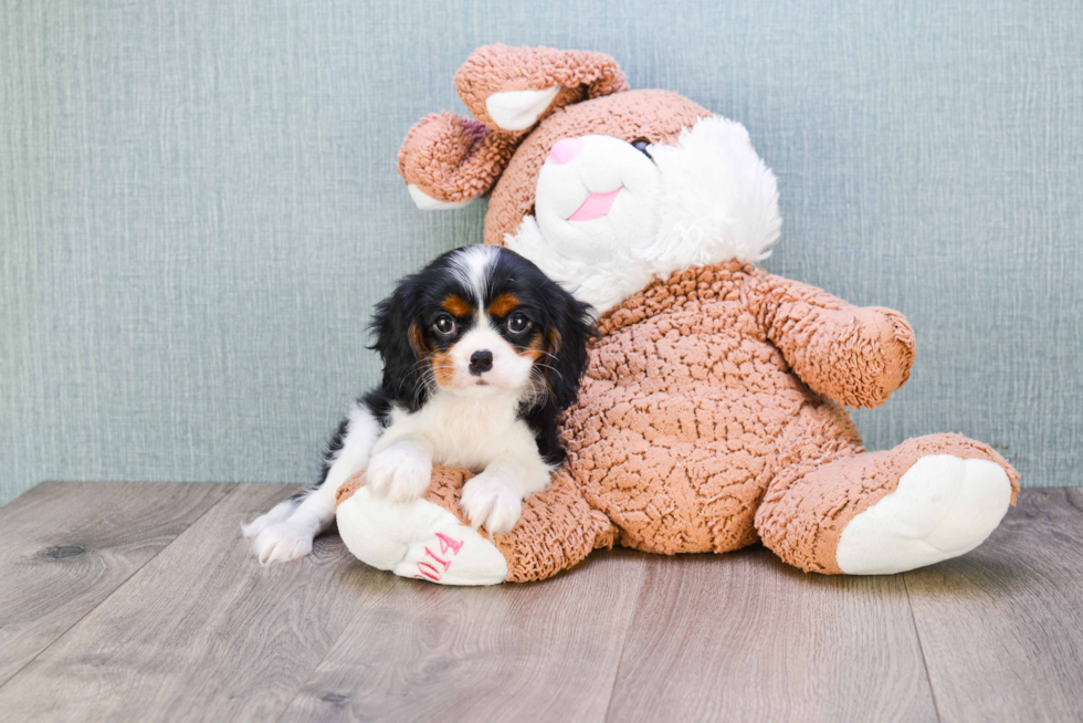 Cavalier King Charles Spaniel Pup Being Cute