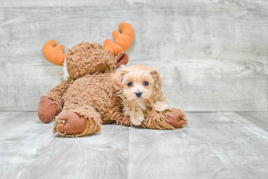 Maltipoo Pup Being Cute