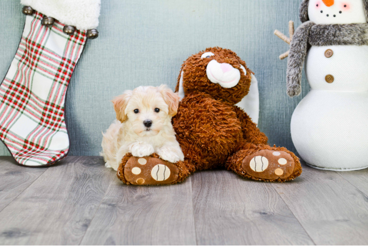 Maltipoo Puppy for Adoption