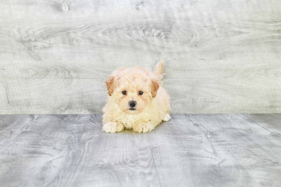 Sweet Maltipoo Baby