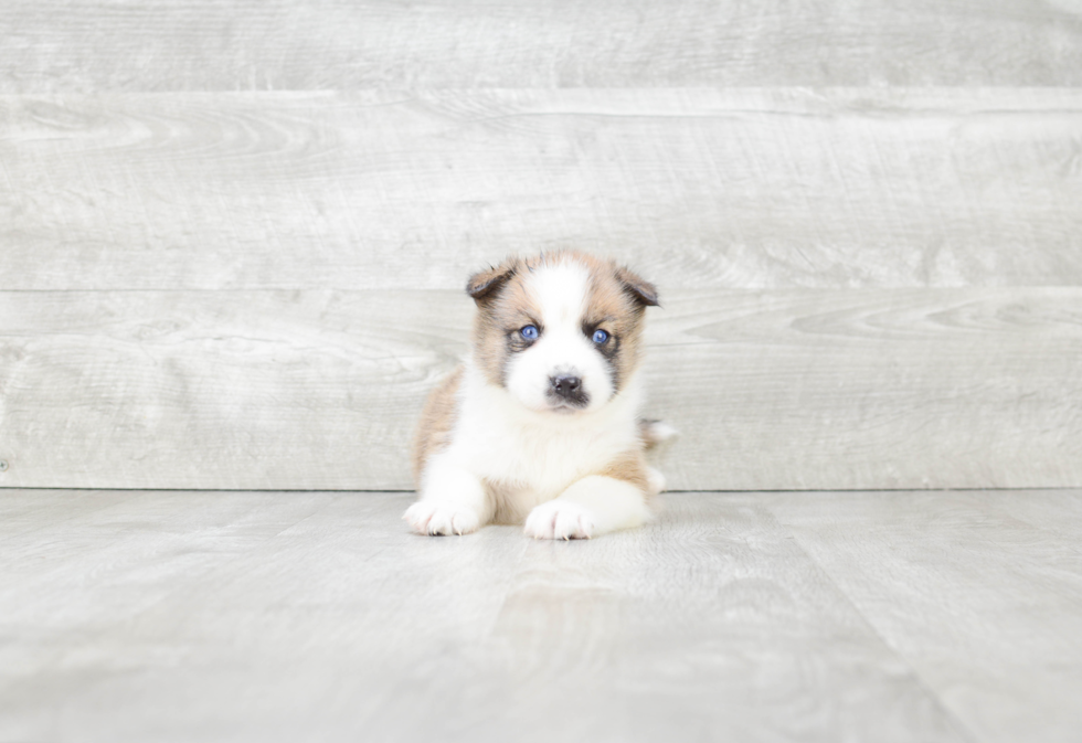 Pomsky Pup Being Cute