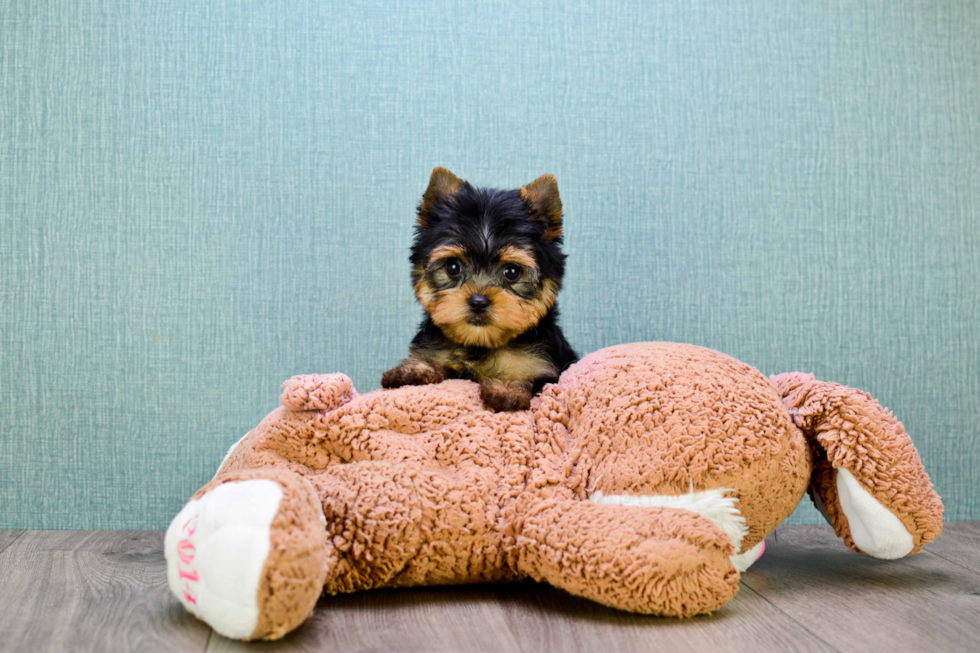 Meet Rascal - our Yorkshire Terrier Puppy Photo 