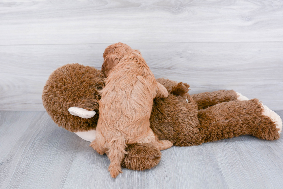 Hypoallergenic Cavoodle Poodle Mix Puppy