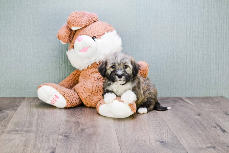 Havanese Puppy for Adoption