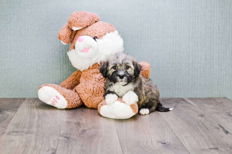 Havanese Puppy for Adoption