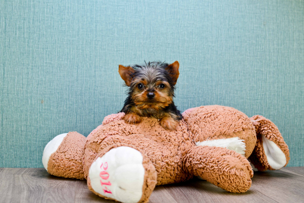 Meet Joey - our Yorkshire Terrier Puppy Photo 